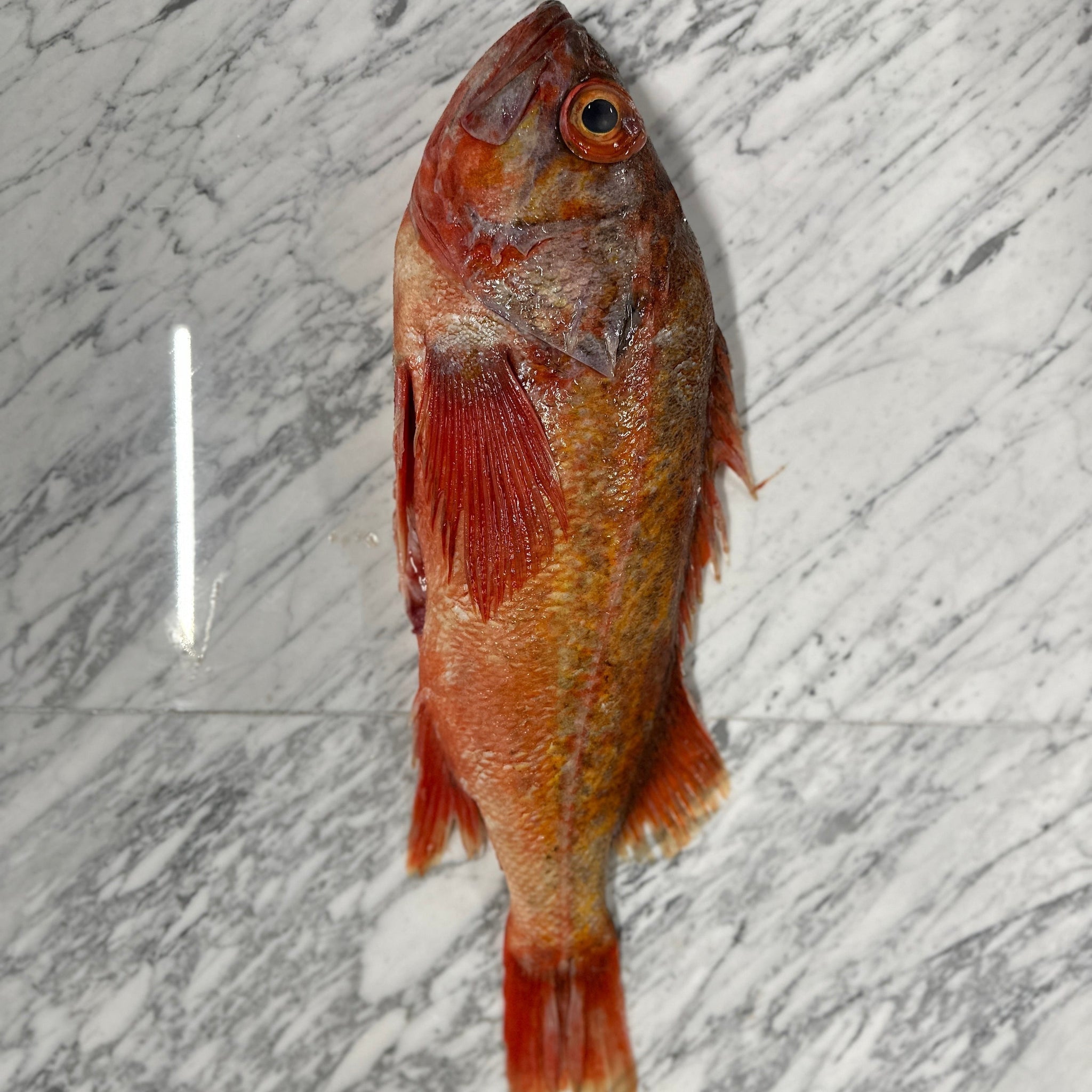 ROCK FISH ENTERO 1.5KG