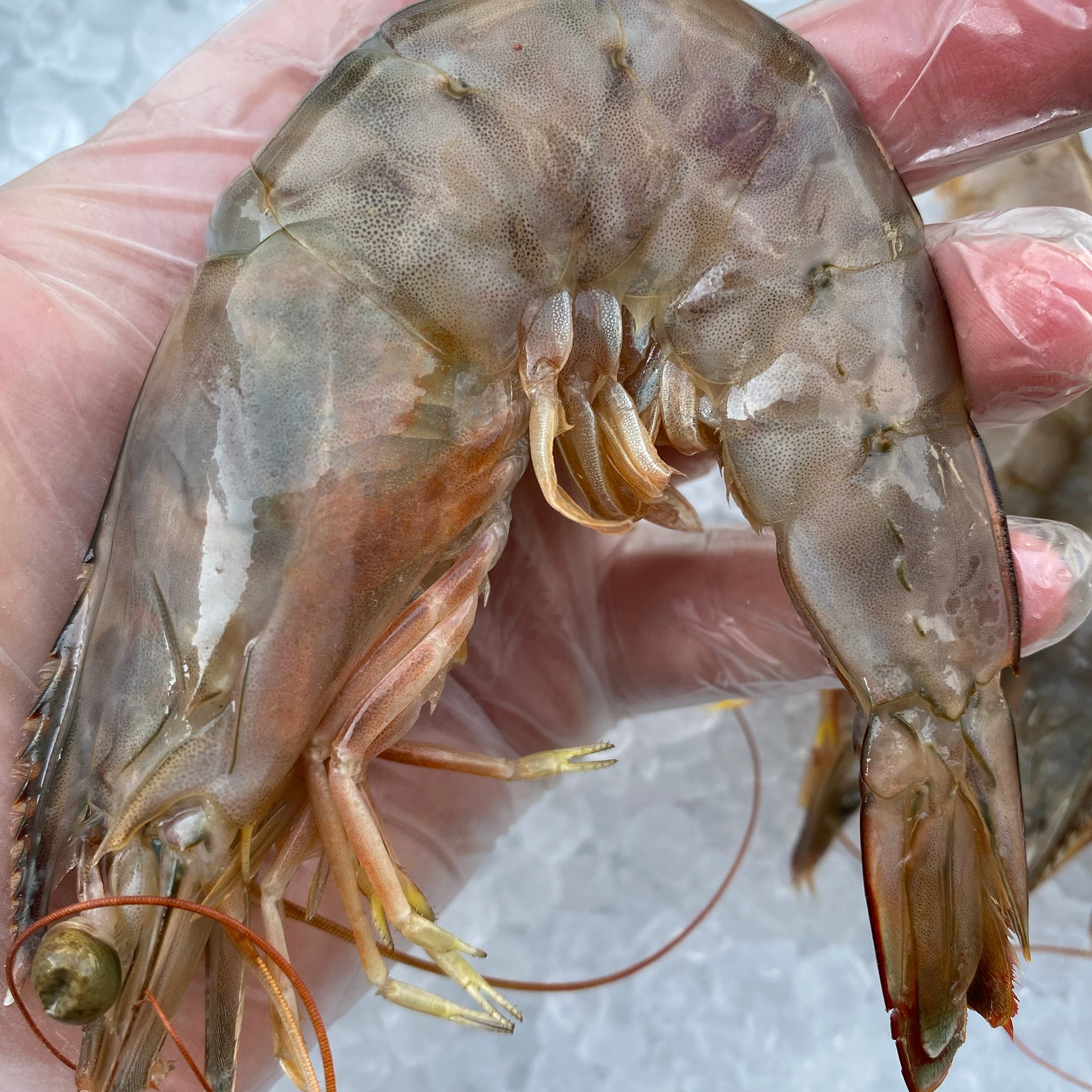 Camarón 20-30 de Altamar con cabeza 1 Kg