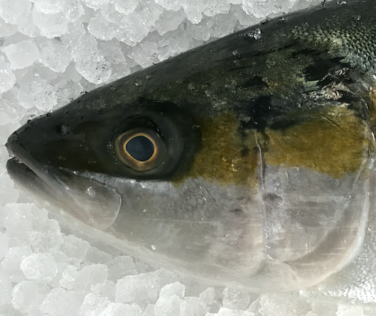 Jurel Yellow Tail Silvestre Entero  entre 5-6kg
